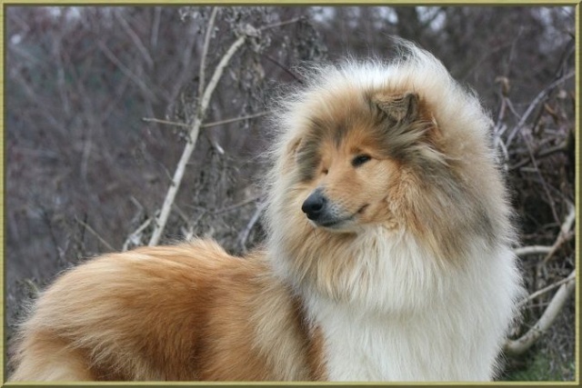 Charmante amazone des marecages du Prince - CAC BOB