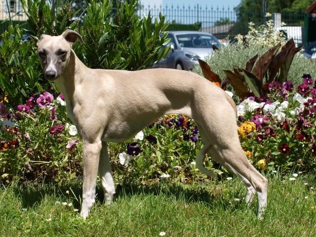 Infinity beauty du bois des chênes beaux - Meilleur Puppy