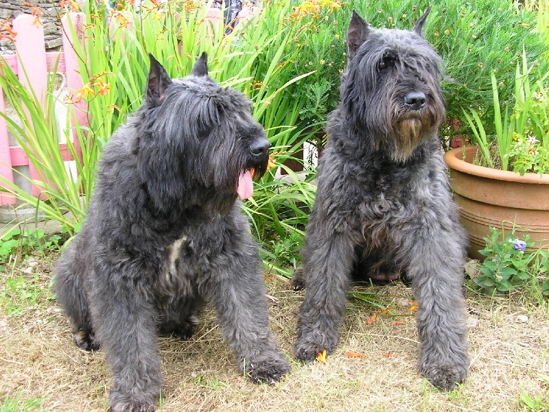 Réglise des hauts marches
