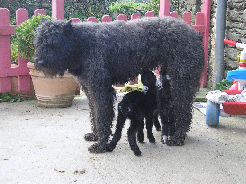 Réglise des hauts marches