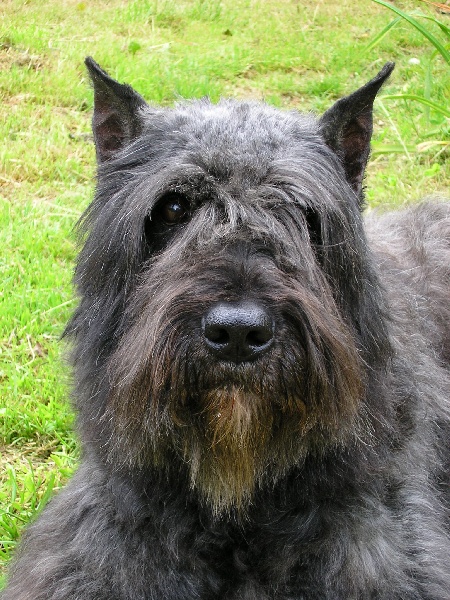 Réglise des hauts marches