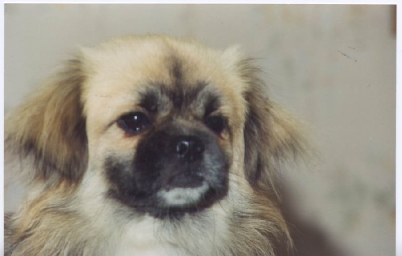 CH. Ingus des Yomainris