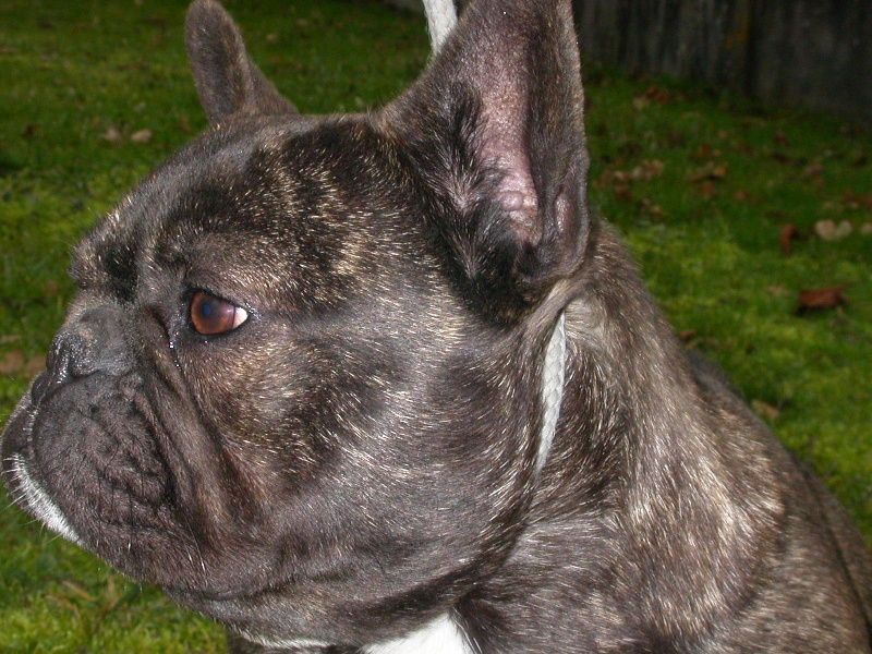 Publication : Cazador del Pampa