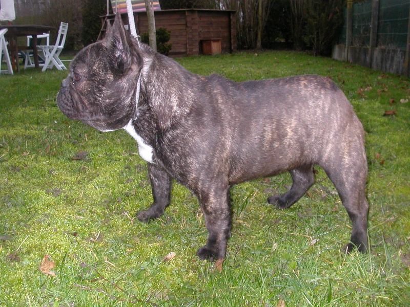 Publication : Cazador del Pampa