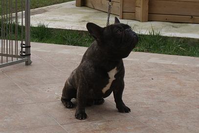 Publication : Cazador del Pampa Auteur : Clos des Hureaux