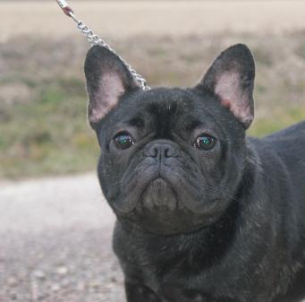Publication : Cazador del Pampa Auteur : Bérengère Abat