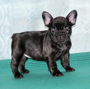 Publication : Cazador del Pampa Auteur : Bérengère Abat