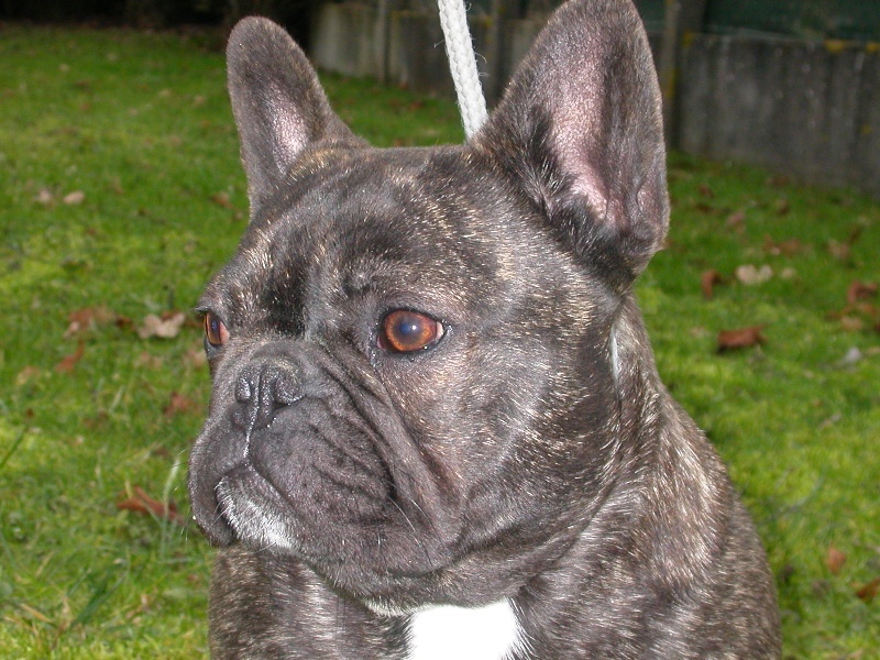 Publication : Cazador del Pampa