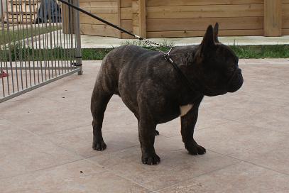 Publication : Cazador del Pampa Auteur : Clos des Hureaux