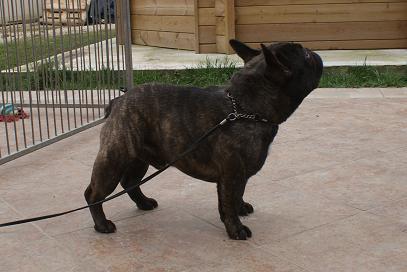 Publication : Cazador del Pampa Auteur : Clos des Hureaux