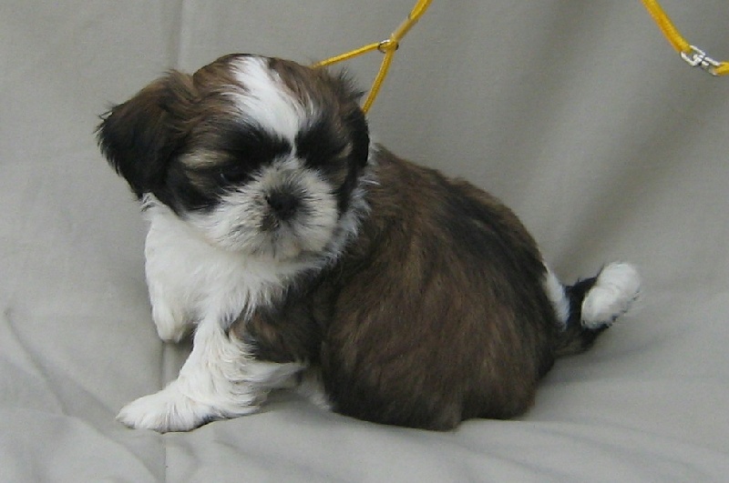 Publication : du fleuve d'or