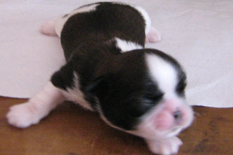 Publication : du fleuve d'or