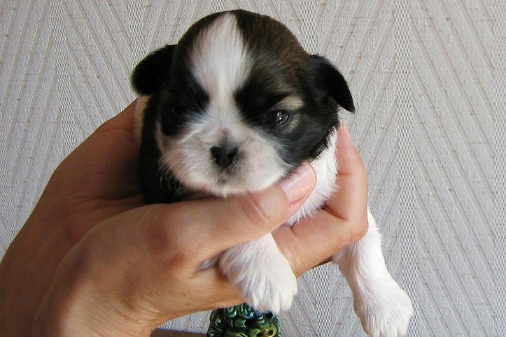 Publication : du fleuve d'or