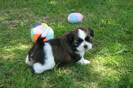 Publication : du fleuve d'or