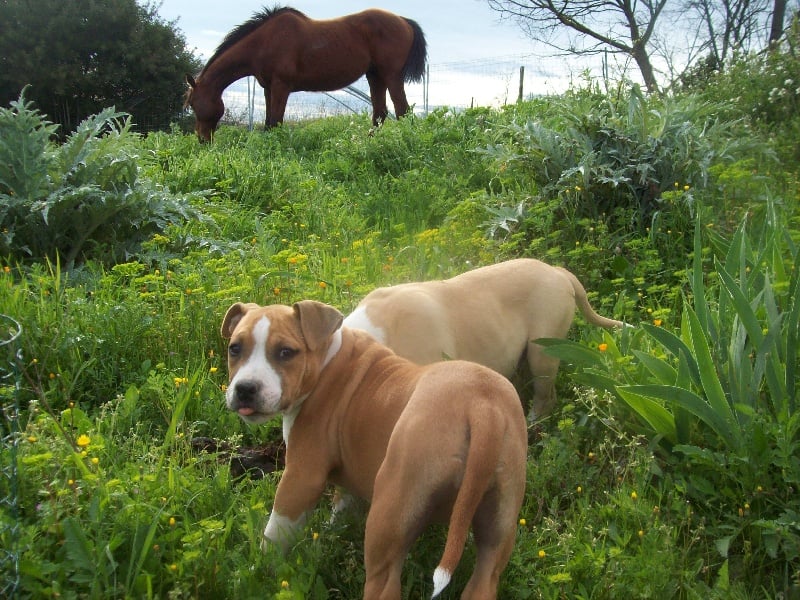 Publication : du chant de hienda