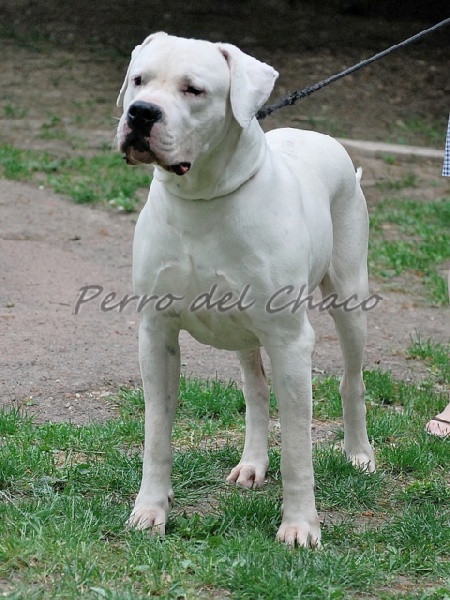 Perro del Chaco Diamanté