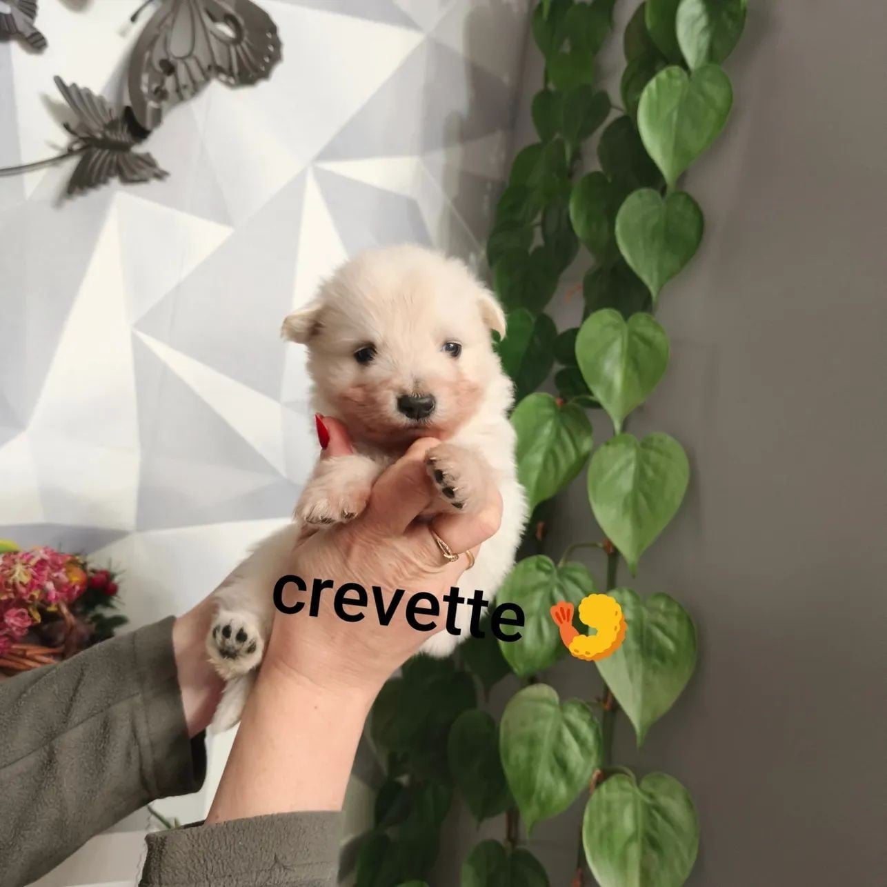 CHIOT 4 - Berger Blanc Suisse