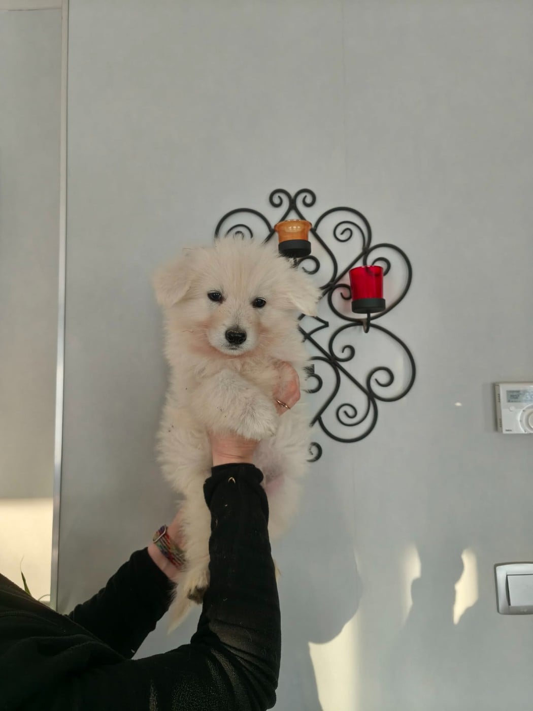 Berger Blanc Suisse - du Royaume d'Usty