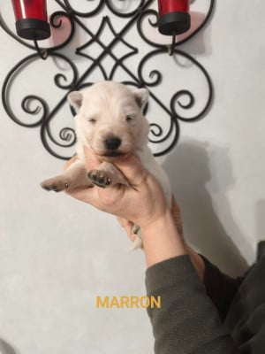 Les chiots de Berger Blanc Suisse