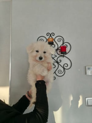 Les chiots de Berger Blanc Suisse