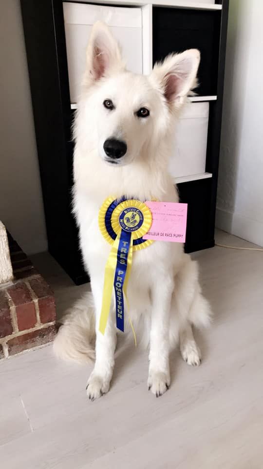 Numba du Royaume d'Usty - Très Prometteur, Meilleur Pupy