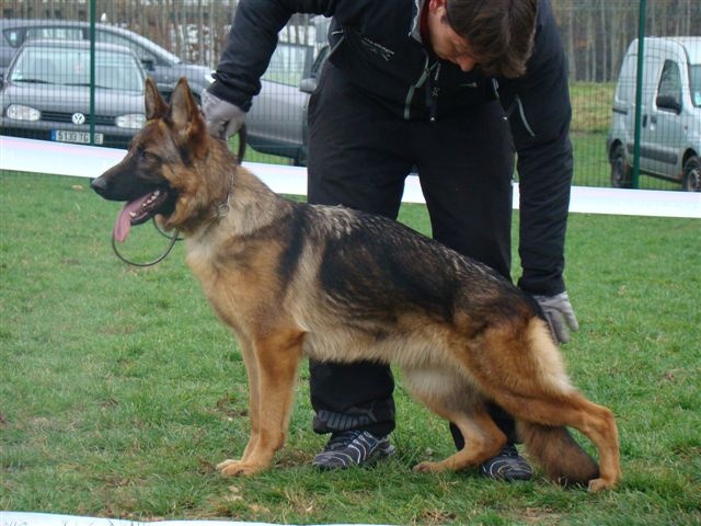 Flamme de gauchin verloingt - VICE CHAMPIONNE DE FRANCE PUPPY