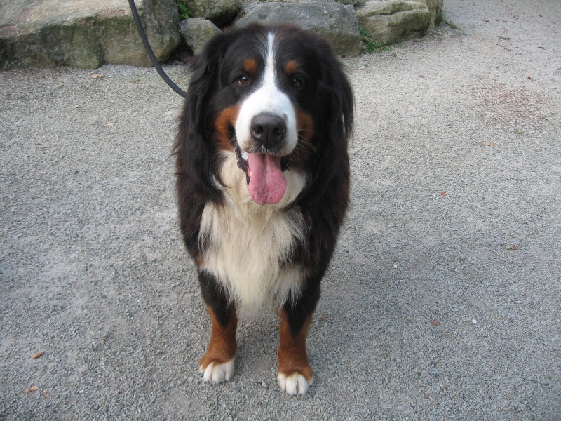 Publication : du Domaine de la Davière Auteur : Mme Hamelet