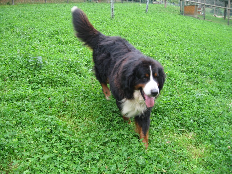 Publication : du Domaine de la Davière Auteur : Mme Hamelet