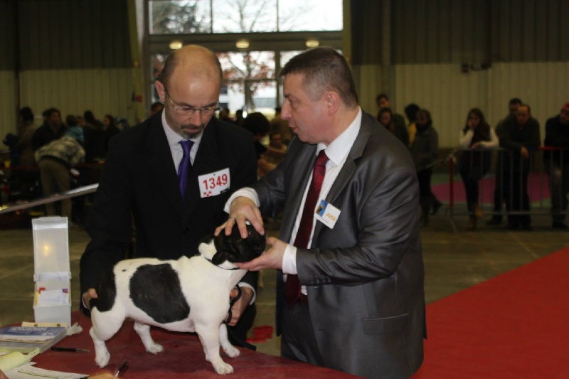 H'edelweiss des Forges d'Hephaistos - 3ème Excellent