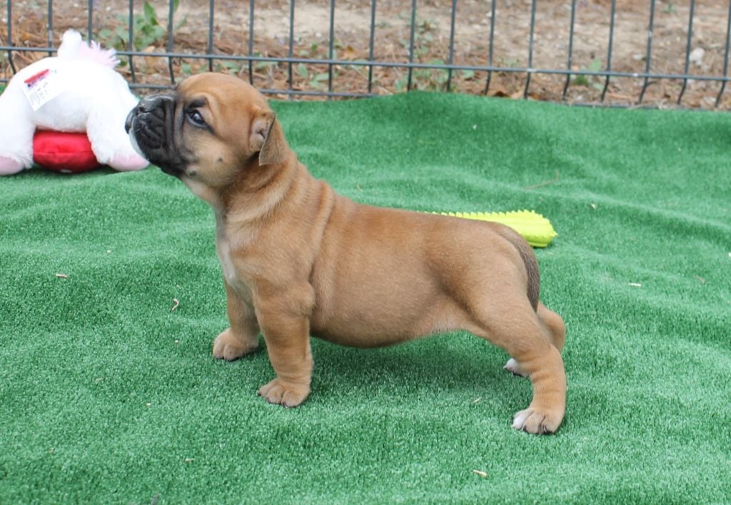 Publication : du Mont de l'Aigle