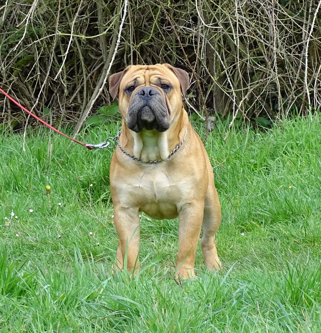 Viking de Peyriac de Mer