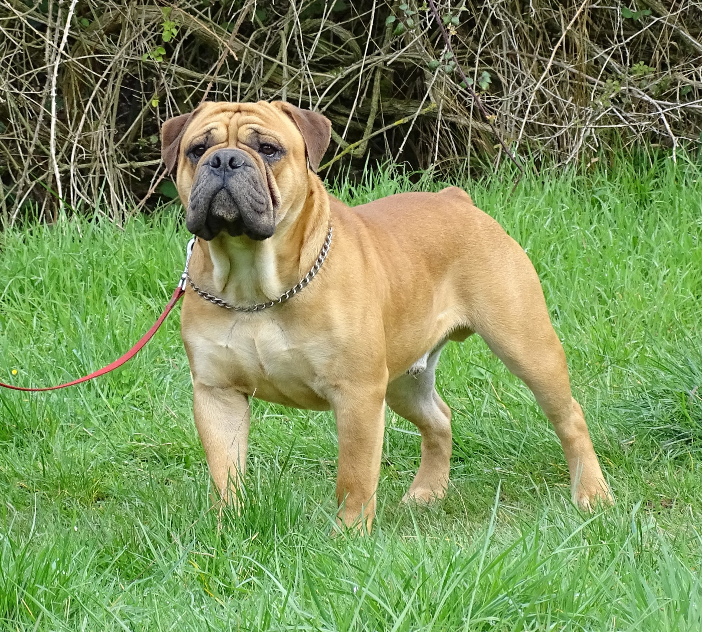 Viking de Peyriac de Mer