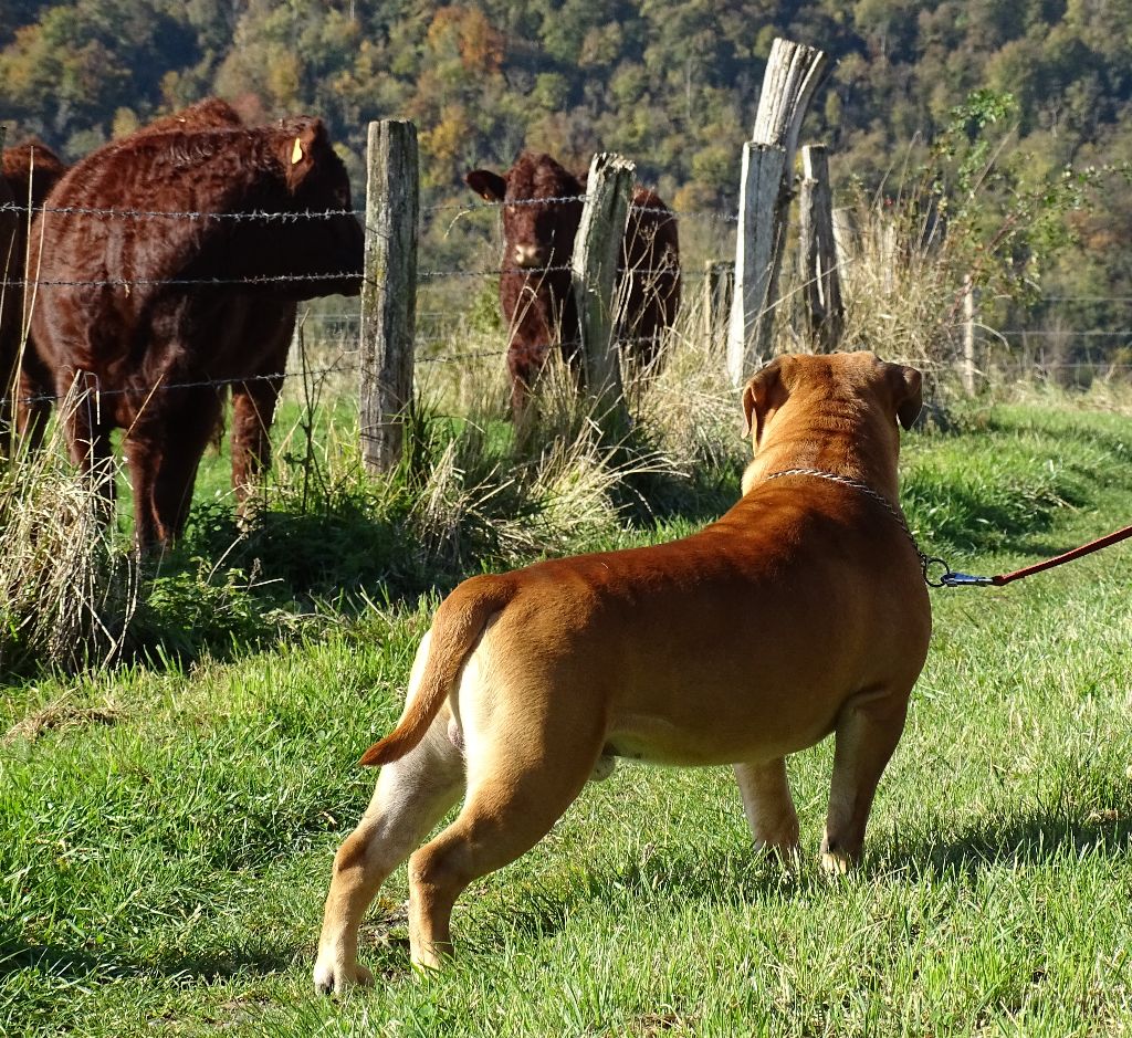 Viking de Peyriac de Mer