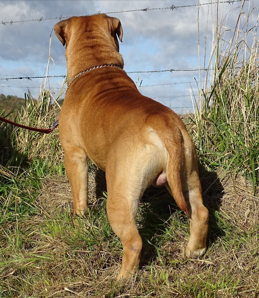 Viking de Peyriac de Mer