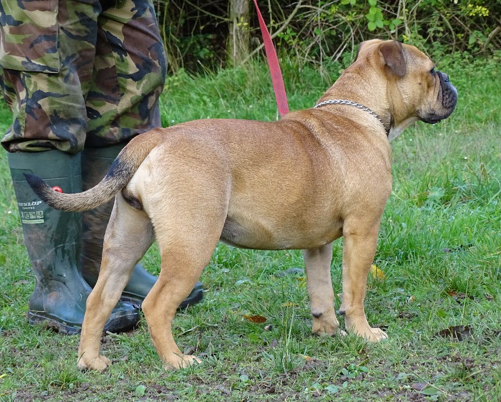 Alabama Des Conti's Ador