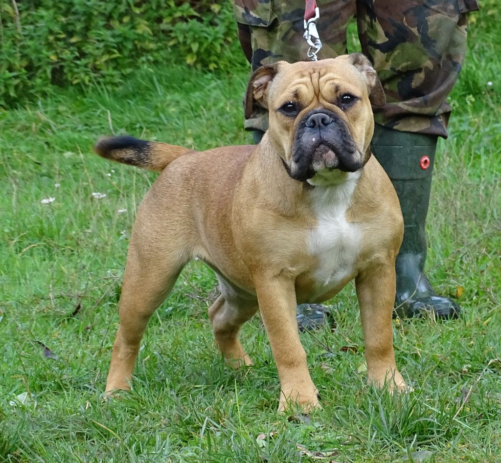 Alabama Des Conti's Ador