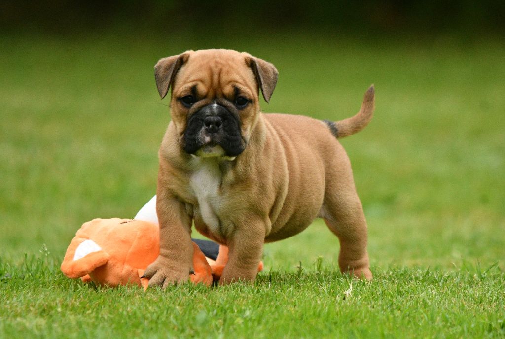 Alabama Des Conti's Ador