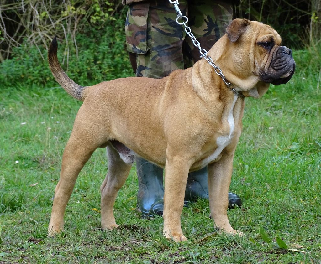 Apollo Des Conti's Ador