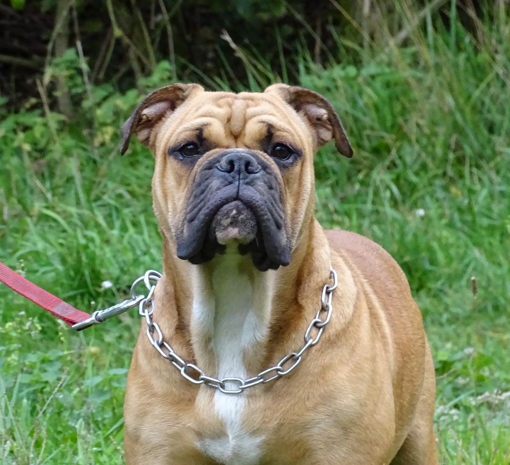 Apollo Des Conti's Ador