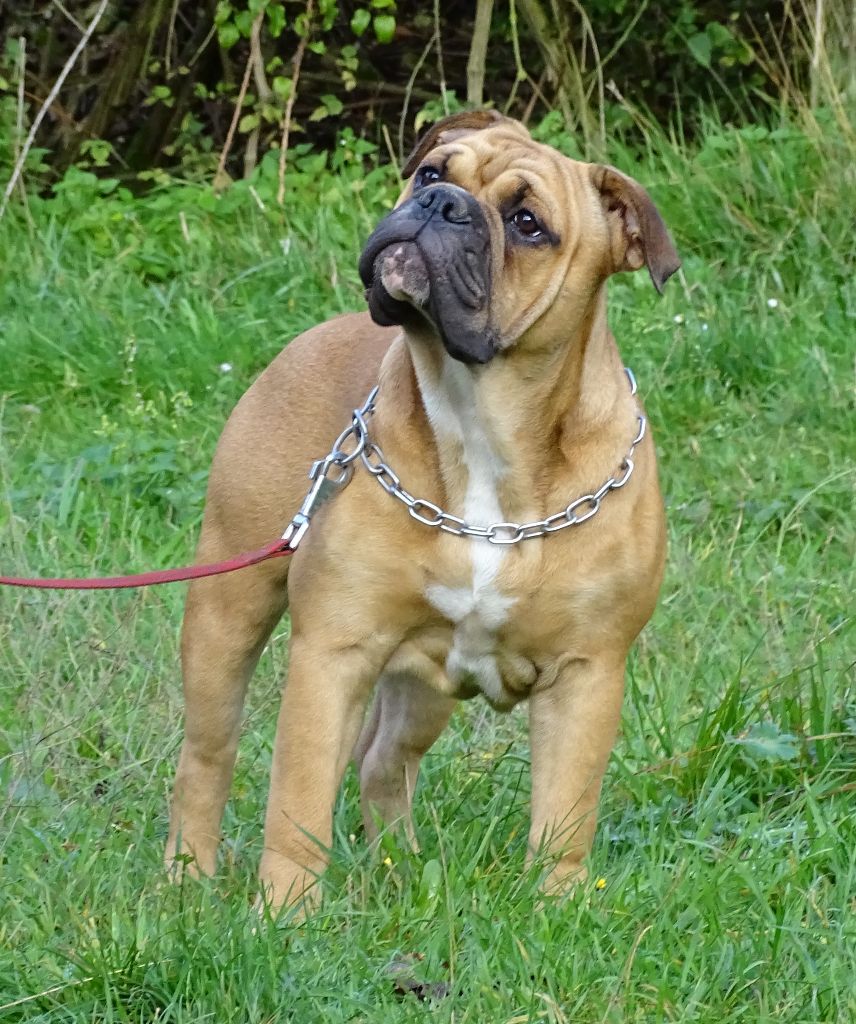 Apollo Des Conti's Ador