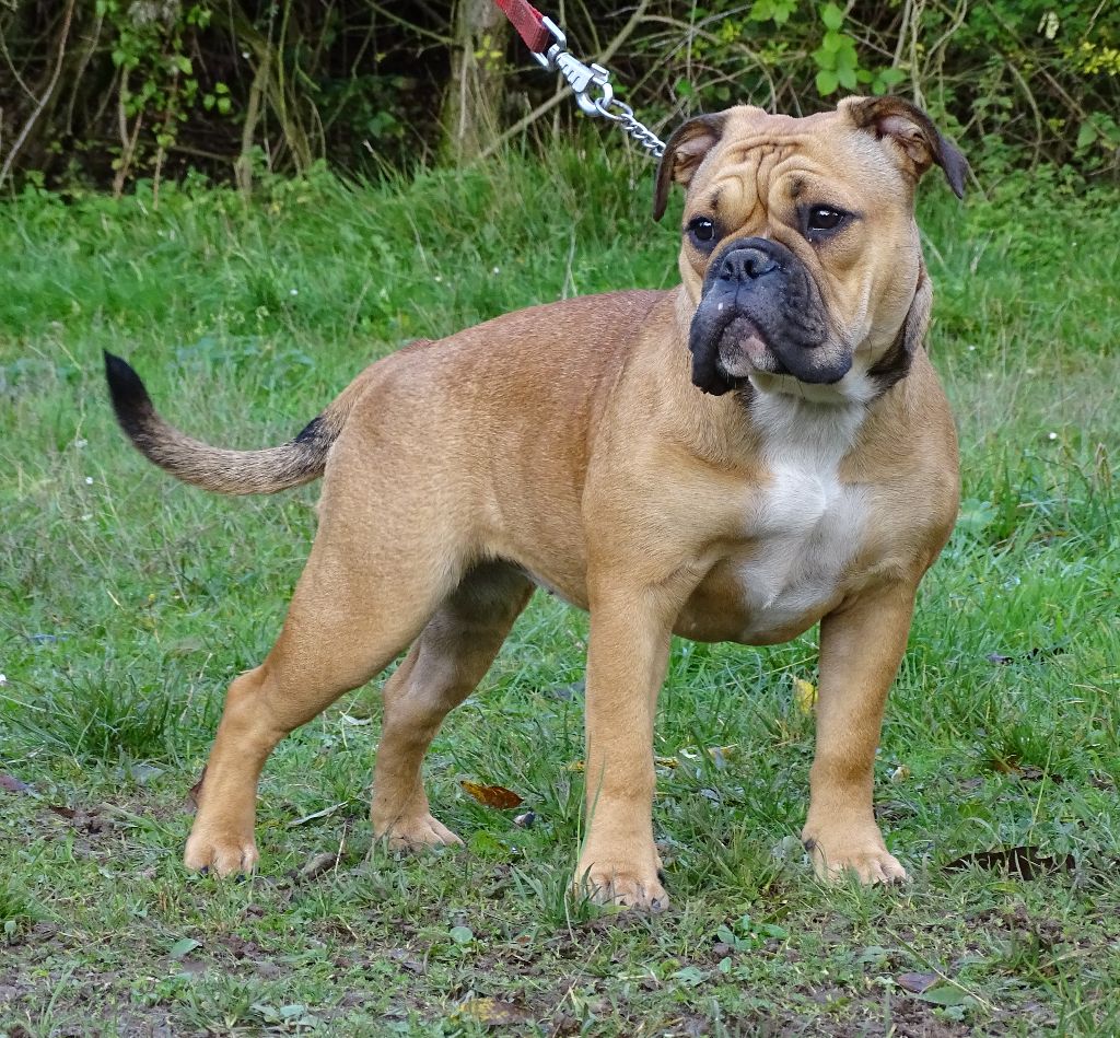 Alabama Des Conti's Ador