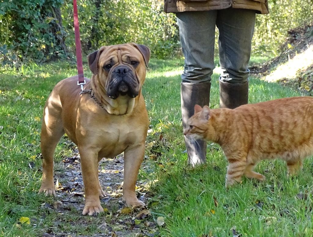 Viking de Peyriac de Mer