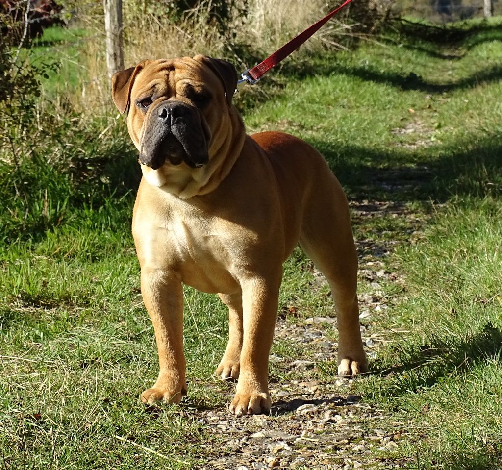 Viking de Peyriac de Mer