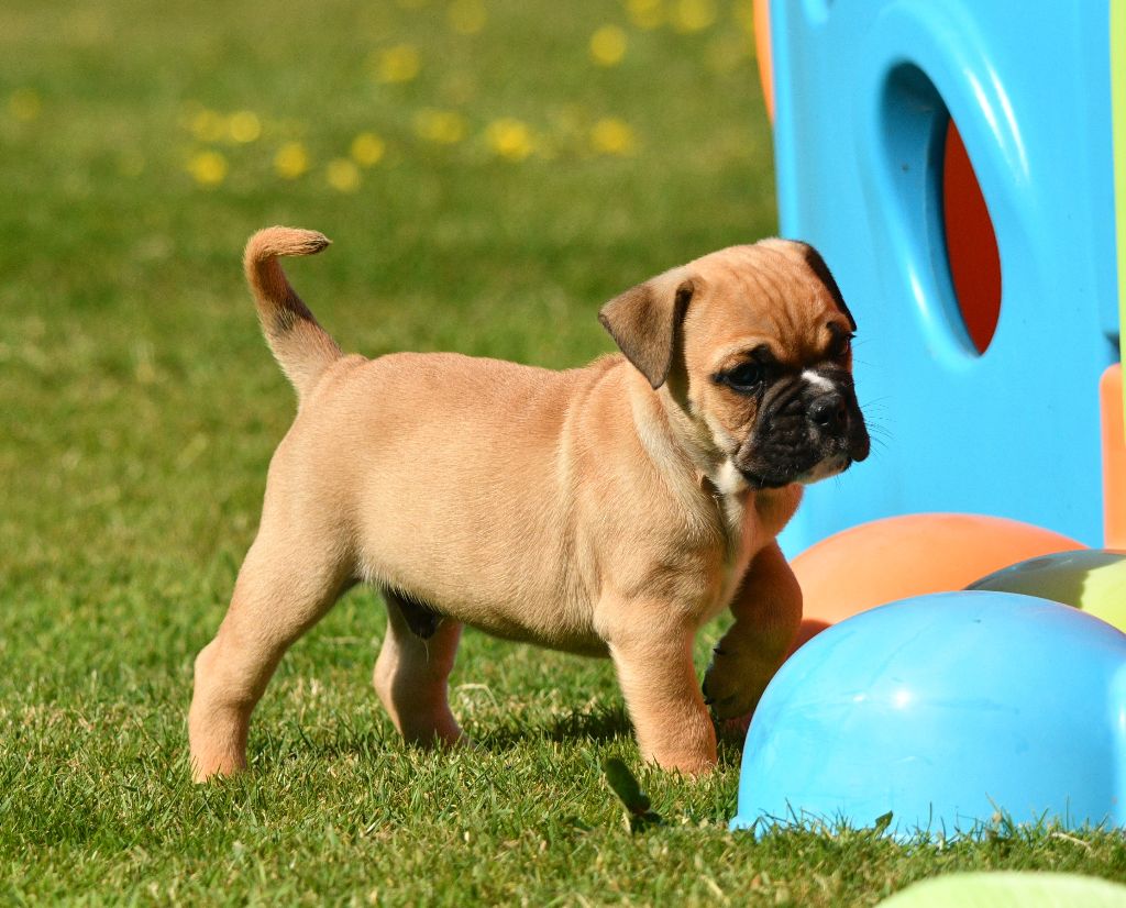 Apollo Des Conti's Ador