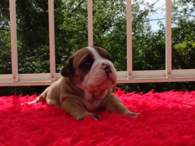 Les chiots de Bulldog continental
