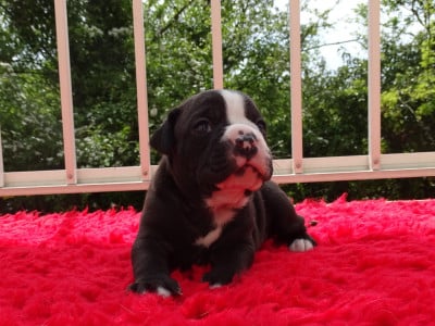Les chiots de Bulldog continental
