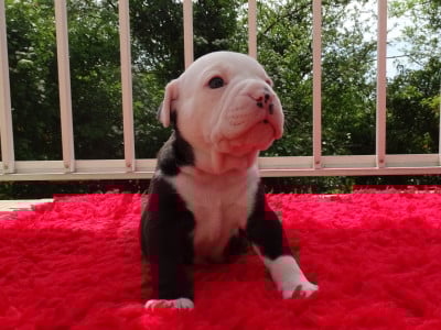 Les chiots de Bulldog continental