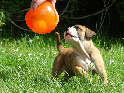 Les chiots de Bulldog continental