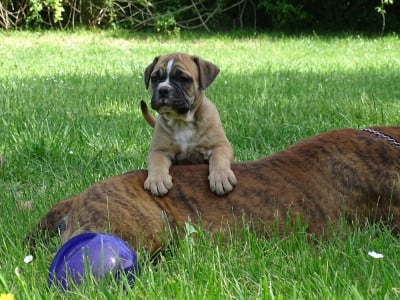 Les chiots de Bulldog continental