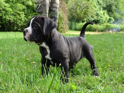 Les chiots de Bulldog continental